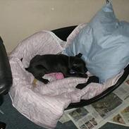Amerikansk staffordshire terrier Vato