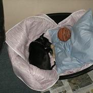 Amerikansk staffordshire terrier Vato