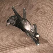 Amerikansk staffordshire terrier Vato