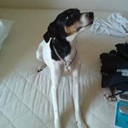 Dansk svensk gaardhund Mille