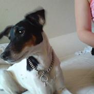 Dansk svensk gaardhund Mille