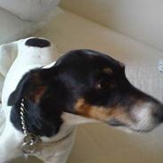 Dansk svensk gaardhund Mille