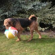 Airedale terrier Beau's Bon Garcon 