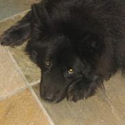 Blanding af racer Nanok