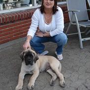 Mastiff Brutus