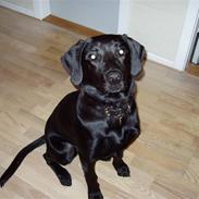 Labrador retriever Kato