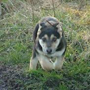 Schæferhund Molly