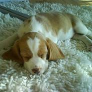 Beagle Fonzo