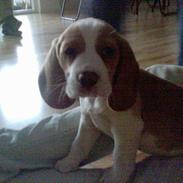 Beagle Fonzo