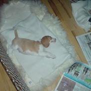 Beagle Fonzo