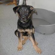 Schæferhund Nando
