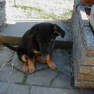Schæferhund Nando