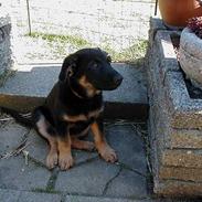 Schæferhund Nando