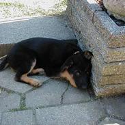 Schæferhund Nando