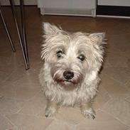 Cairn terrier Zacho