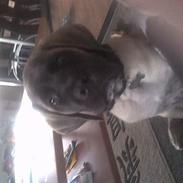 Mastiff Brutus