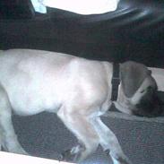 Mastiff Brutus