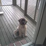 Mastiff Brutus