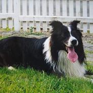 Border collie Lucky