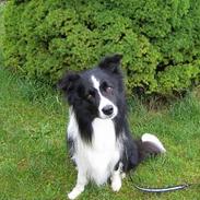 Border collie Lucky
