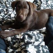 Labrador retriever Coco