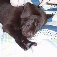 Labrador retriever Coco