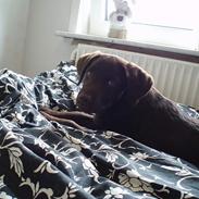 Labrador retriever Coco