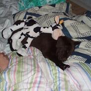 Labrador retriever Coco