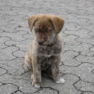 Blanding af racer Kiwi