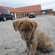 Blanding af racer Kiwi