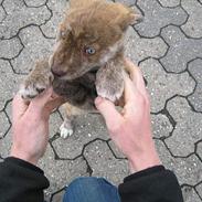 Blanding af racer Kiwi