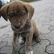 Blanding af racer Kiwi