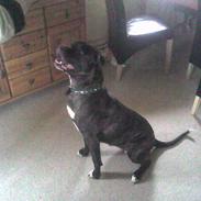 Amerikansk bulldog Frida