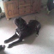 Amerikansk bulldog Frida