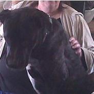 Amerikansk bulldog Frida