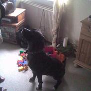 Amerikansk bulldog Frida