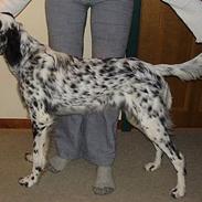 Engelsk setter Pibemølle Britney