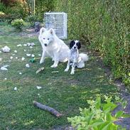 Engelsk setter Pibemølle Britney