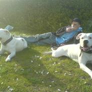 Amerikansk bulldog Chico