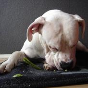 Amerikansk bulldog Chico