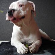 Amerikansk bulldog Chico