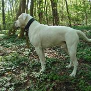 Amerikansk bulldog Chico