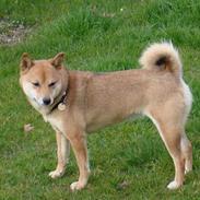 Shiba Shiba