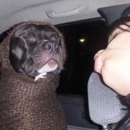 Amerikansk staffordshire terrier bullet