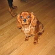 Cavalier king charles spaniel Robin