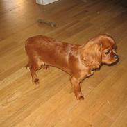 Cavalier king charles spaniel Robin