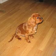 Cavalier king charles spaniel Robin