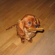 Cavalier king charles spaniel Robin