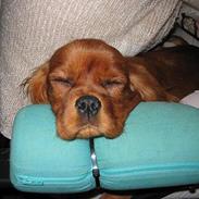 Cavalier king charles spaniel Robin