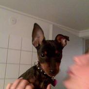 Dvaergpinscher Rødkildes Nickie (død)